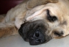 Filename=Lucido_Mastibe_15_meses_-_so_sleepy__.jpg
Filesize=414KiB
Dimensions=1898x1296
Date added=%329 %27, %2009 Lucido_Mastibe_15_meses_-_so_sleepy__.jpg