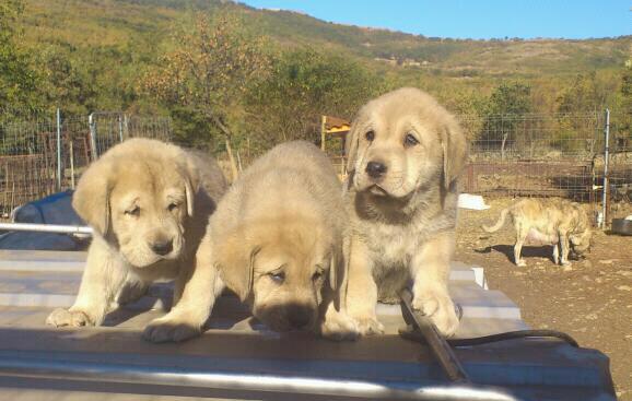 Éragon, Emperador y Elegida
Cachorros de Puerto Canencia con 44 dias
Keywords: canencia