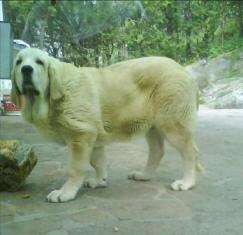 Akiles con 4 meses y medio
Akiles en el Puerto de Canencia
Keywords: Puerto Canencia