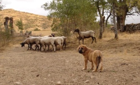 Canelo de los Zumbos 
Keywords: flock canencia