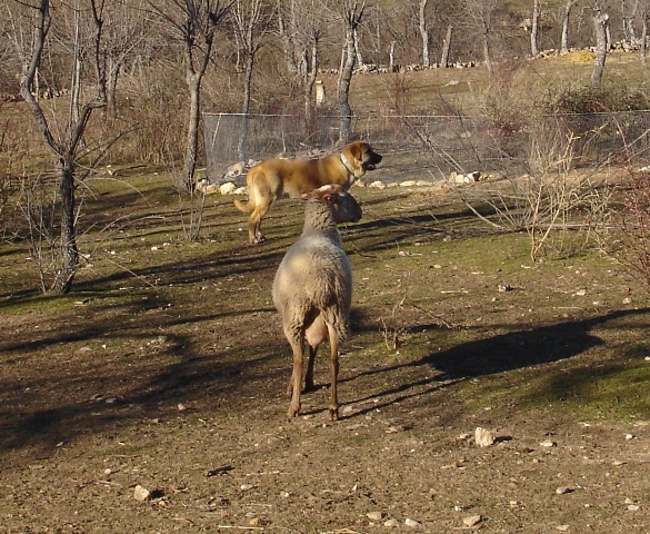 Canelo cachorro
Keywords: klaus puerto canencia