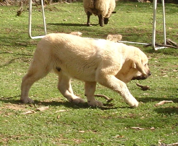 Baruc de Puerto Canencia, 3 meses y medio
Keywords: canencia