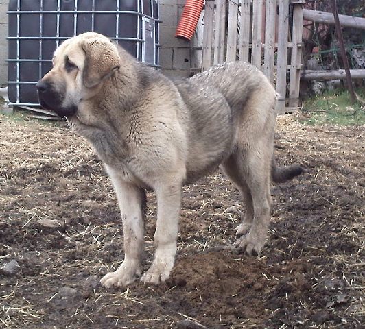 Loba 9 meses
Keywords: canencia