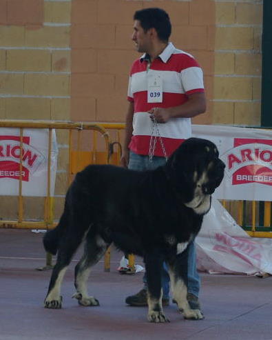 Kimbo en Galapagar-Madrid 2011
Keywords: 2011 canencia