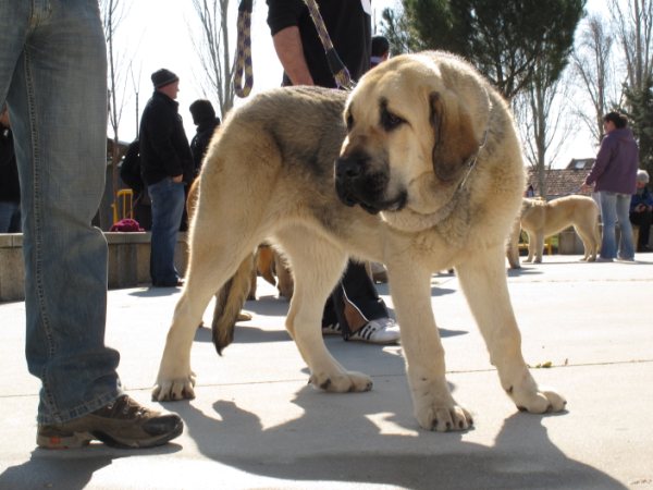 Loba MB 4º cachorros Viana de Cega 20010
Keywords: 2010 canencia