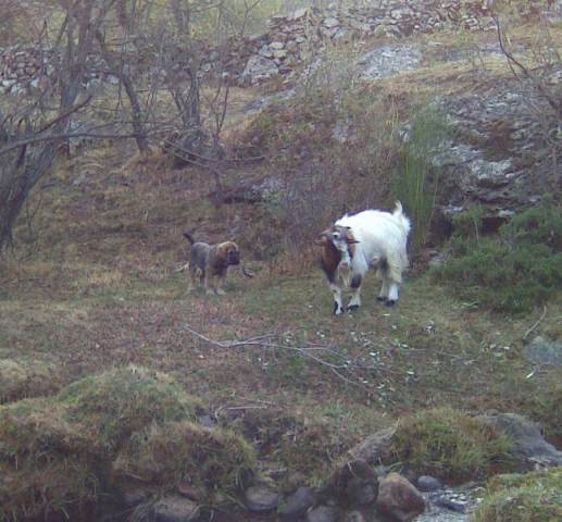 Loba y cabra
Keywords: canencia