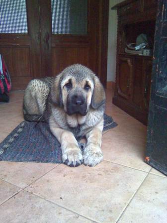 Loba 4 meses
Loba (Daman x Alma de los Piscardos) con 4 meses
Keywords: canencia