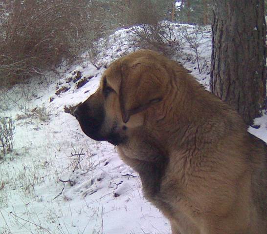 Loba 5meses
Keywords: canencia