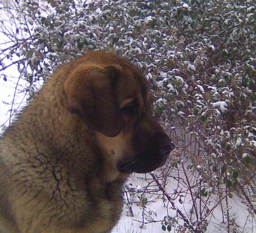 cabeza de yeza (7 meses)
Keywords: snow nieve canencia