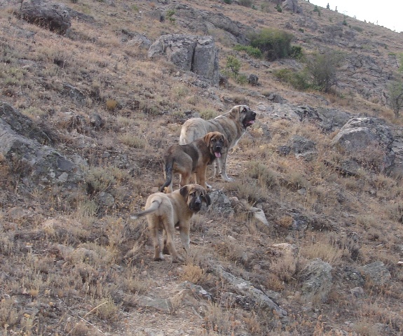 Tres cachorras
Keywords: canencia