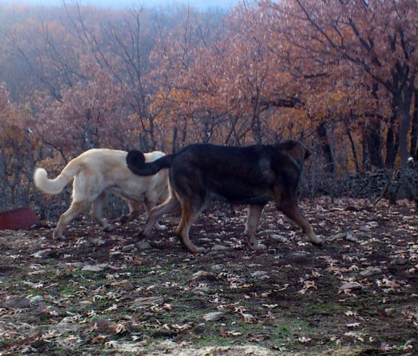 Aslan de puerto Canencia 11 meses
Fijaros en su estructura
Keywords: puppyspain canencia