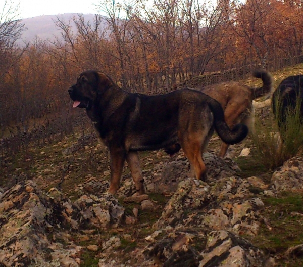 Aslan de Puerto Canencia 11meses
Keywords: puppyspain canencia