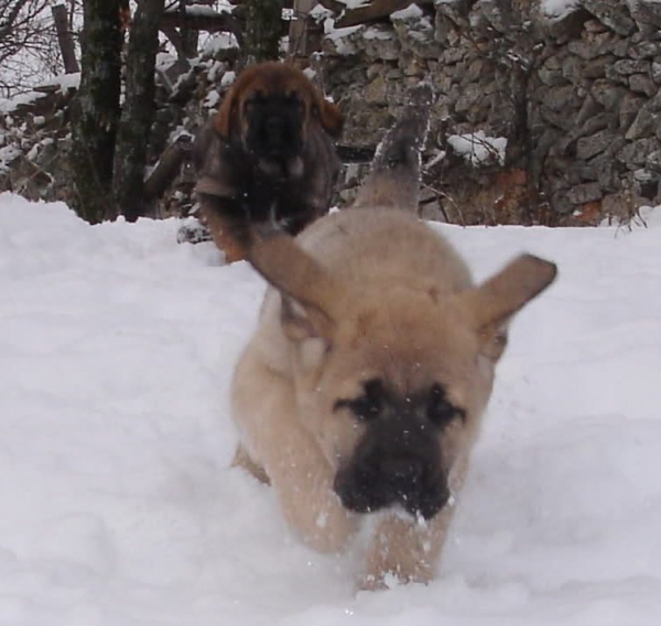 ¡QUE TE PILLO!
Aslan persiguiendo a Arquera
Cachorrros de 57 dias
Keywords: canencia