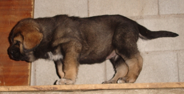 Cachorro de 45 dias
Ch. Barco de Montes del Pardo x Loba de los Piscardos
Keywords: canencia