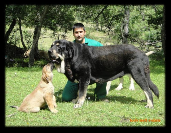 Cachorra y su padre Kimbo
Keywords: canencia kimbo