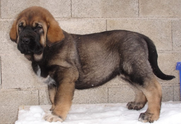 Aslan de Puerto Canencia con 57 dias
Ch. Barco de Montes del Pardo x Loba de los Piscardos
Keywords: canencia