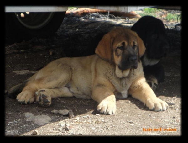 Cachorra Puerto Canencia
Anahtar kelimeler: canencia