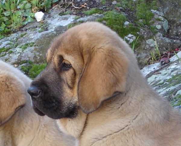 Cachorra Puerto Canencia
Keywords: canencia