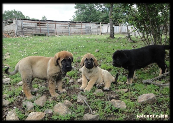 Cachorros Puerto canencia  2meses
Keywords: canencia