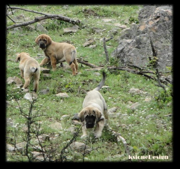 Cachorros de Puerto Canencia
Keywords: canencia