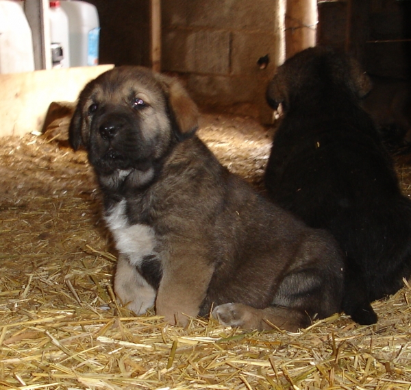 Ankara de Puerto Canencia
Hija de Ch. Barco y Loba con 35 dias
Keywords: canencia