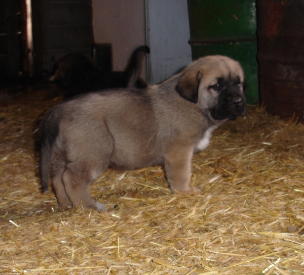 Arquera con 35 dias
Ch. Barco x Loba
Keywords: canencia