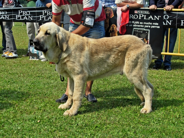 Baruc, Vegellina 2011, clase cachoros
Baruc 7 meses
Keywords: 2011 canencia