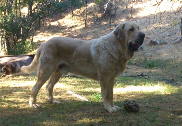 Baruc de Puerto Canencia 19 meses
Baruc (CH. Morgan del agostadero x Colada montes pravianos)
Keywords: canencia