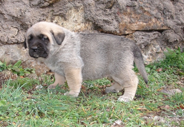Berna de Puerto Canencia
Cachorra de Ch. Morgan x Colada con 25 dias
Keywords: canencia