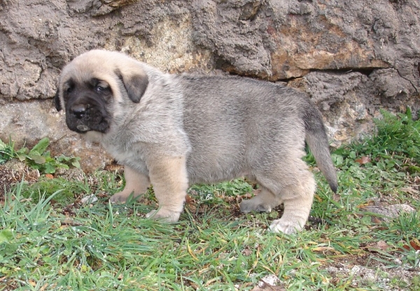 Berna de Puerto Canencia
Cachorra de Ch. Morgan x Colada con 25 dias
Palavras chave: canencia