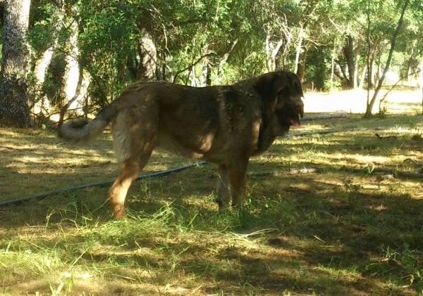 Circe de Puerto Canencia 15 meses
Circe (Kimbo x Yeza de abelgas)
Keywords: canencia