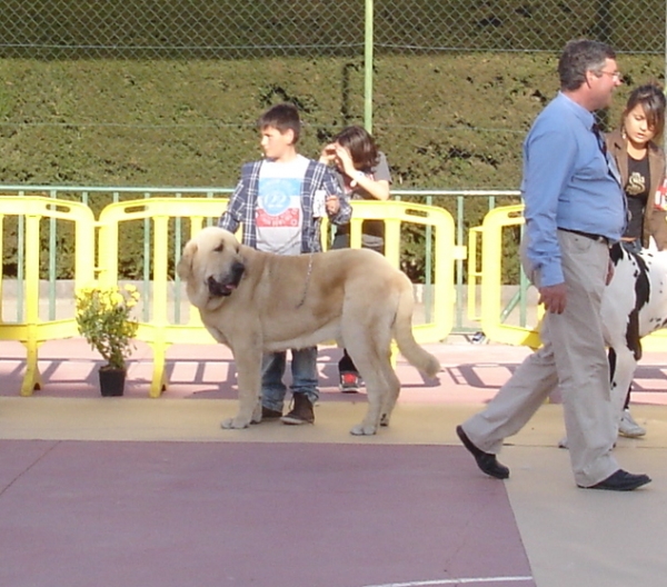 Baruc en la XXV EXP. NAC. MURCIA
Baruc con 16 meses
Keywords: 2012 canencia