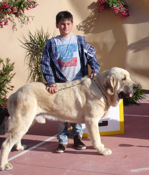 Baruc de Puerto Canencia en Cieza, Murcia 2012
con 16 meses, RCAC, EXC1º INTERMEDIA MACHOS
Keywords: 2012 canencia