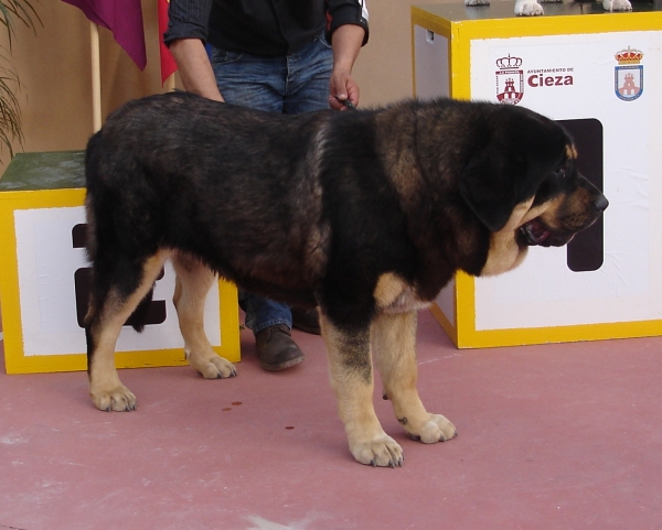 Duna Negra de Puerto Canencia 13 meses - EXC1ª, MEJOR JOVEN, CCJ Y RESERVA DE RAZA GRUPO II, EXPO MURCIA-CIEZA 2012


Keywords: 2012 canencia