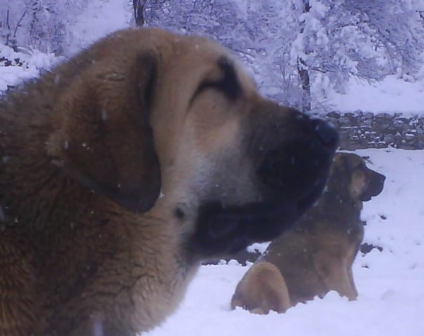 Loba 7 meses
Keywords: snow nieve canencia