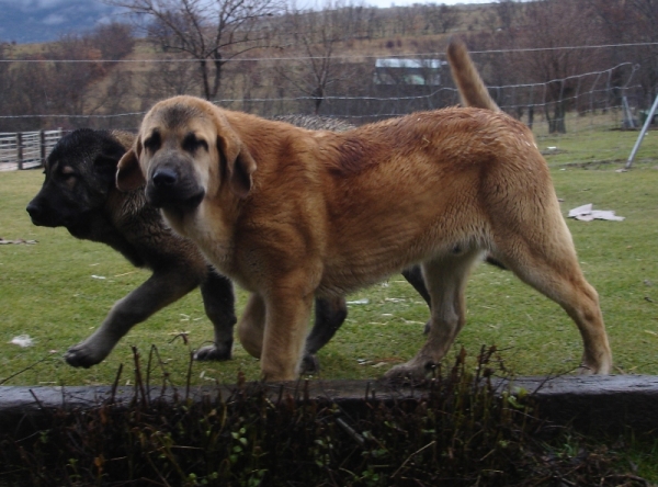 Canelo de los Zumbos 6 meses
Keywords: canencia