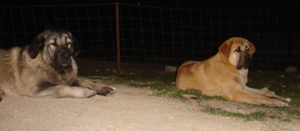 Tizona de la Majada de los Robles y Canelo de los Zumbos 8 y 9 meses
Keywords: canencia