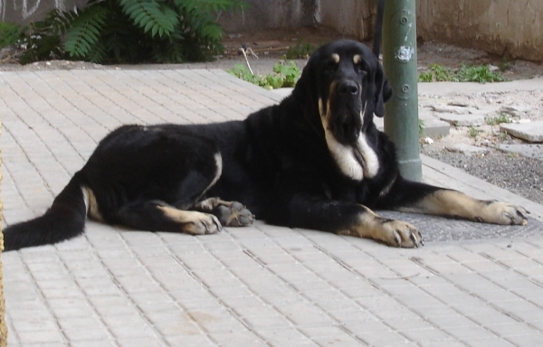 Kimbo, Libre de displasia
Kimbo en la puerta de la clinica veterinaria, esperando para las rx
Keywords: Puerto Canencia