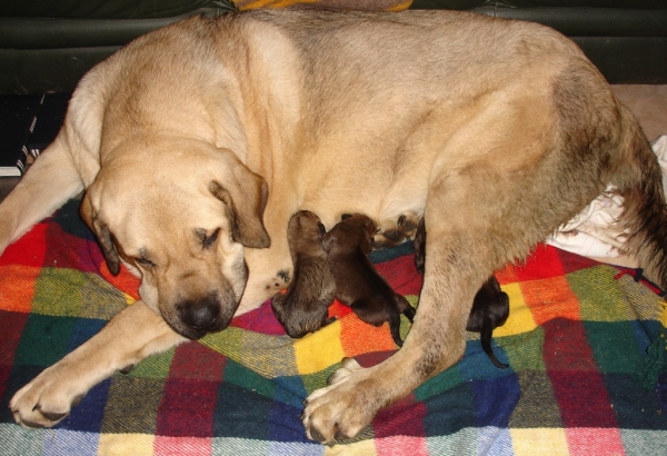 Camada Loba x Ch. Barco
Loba de Los Piscardos con sus cachorros recien nacidos
Keywords: canencia