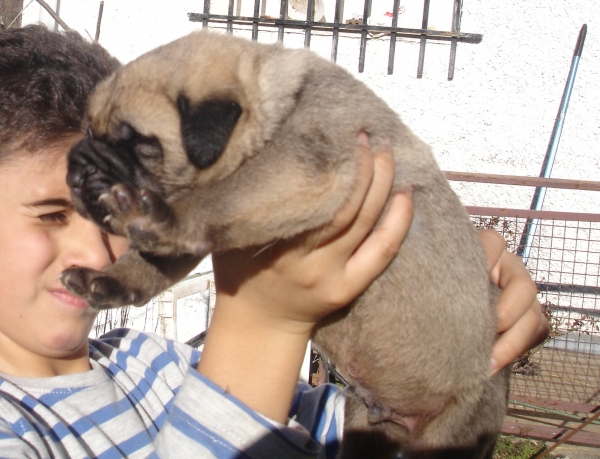 Baruc de Puerto Canencia con una semana
Cachorro de Ch. Morgan del Agostadero x Colada Montes Pravianos
Keywords: canencia