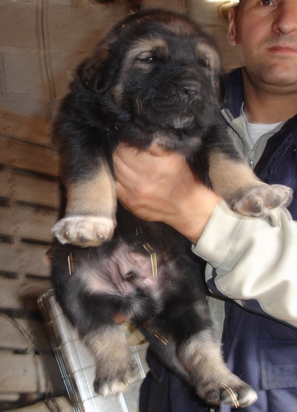 cachorro 1 mes
Cachorros de Puerto canencia
Keywords: canencia