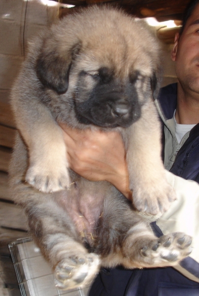 Cachorra de un mes
Ch Barco x Loba
Keywords: canencia