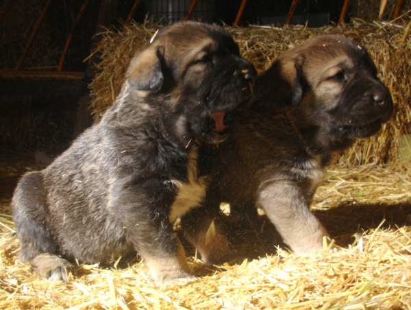 Aslam y Ankara
cachorros de Ch. Barco y Loba con un mes
Keywords: canencia