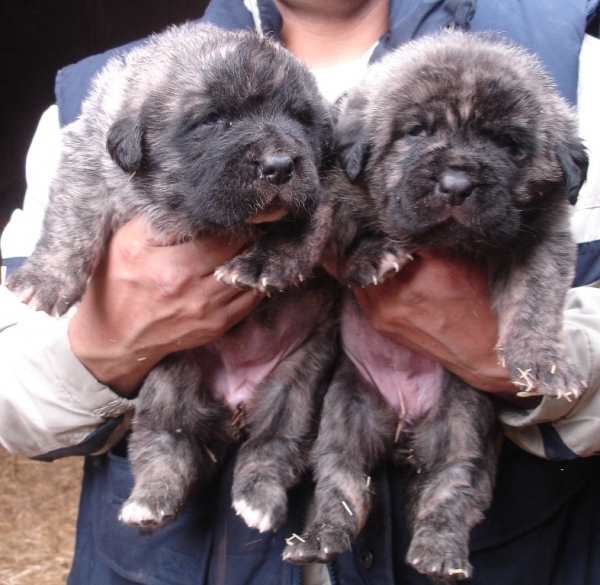 Bruma y Barcina de Puerto Canencia, 20 dias
Ch. Morgan del Agostadero x Colada Montes Pravianos
Born: 12-12-2010
Keywords: canencia