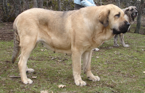 Loba de los Piscardos 20 meses
Loba y Colada em el Puerto de Canencia
Keywords: canencia