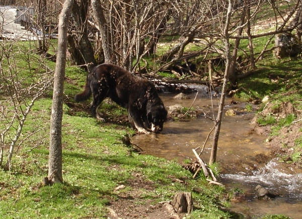 Kimbo refrescandose
Keywords: canencia