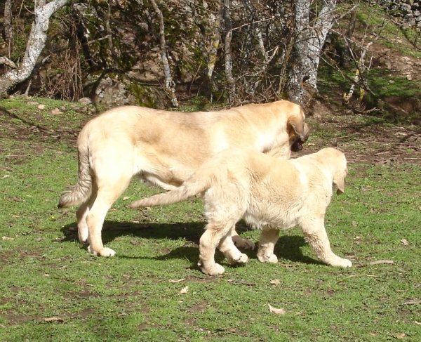 Loba y Baruc
Keywords: canencia