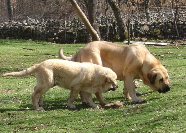 Baruc y Loba
Keywords: canencia