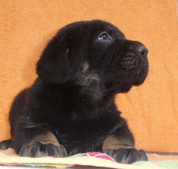 Puppy 1 month - born 19.03.2011
Kimbo X Yeza de Abelgas

Keywords: puppyspain canencia