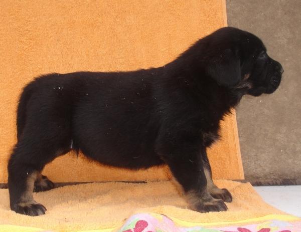 Puppy 1 month - born 19.03.2011
Kimbo X Yeza de Abelgas

Keywords: puppyspain canencia